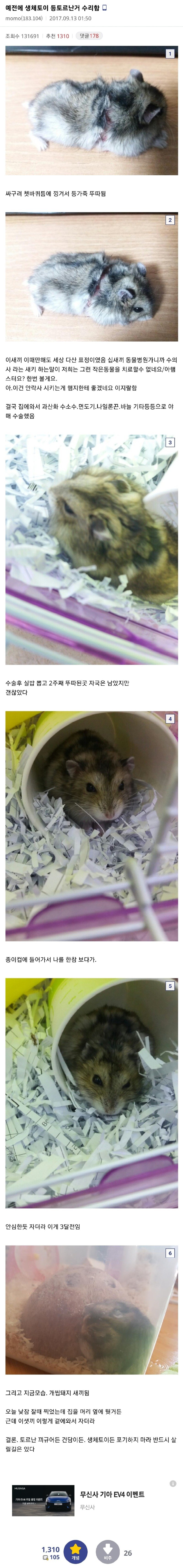 햄스터만 10년 넘게 키운 디시인.jpg