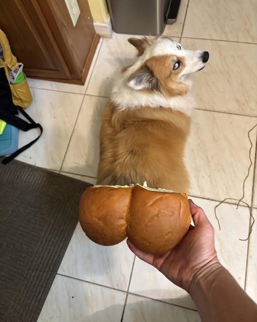 아... 주인아 ㅡㅡ 