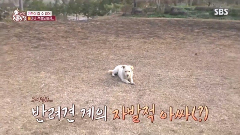 최근 입양한 강아지가 손에 닿을 거리를 유지하고 만지지 못하게 도망가던 사연