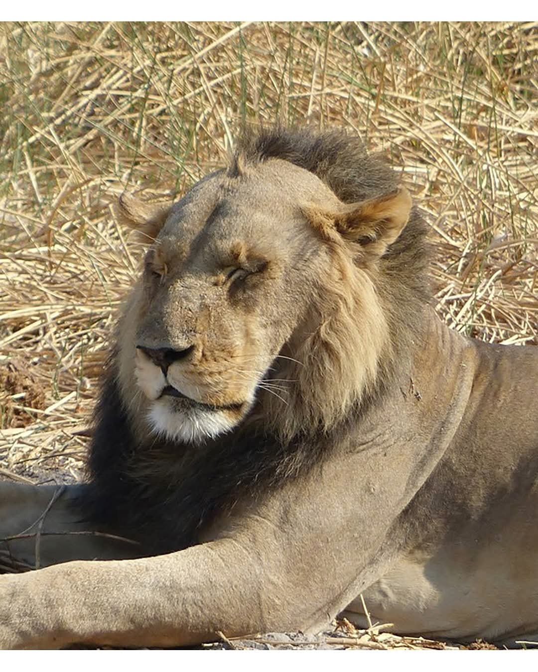 숫사자의 다양한 헤어스타일