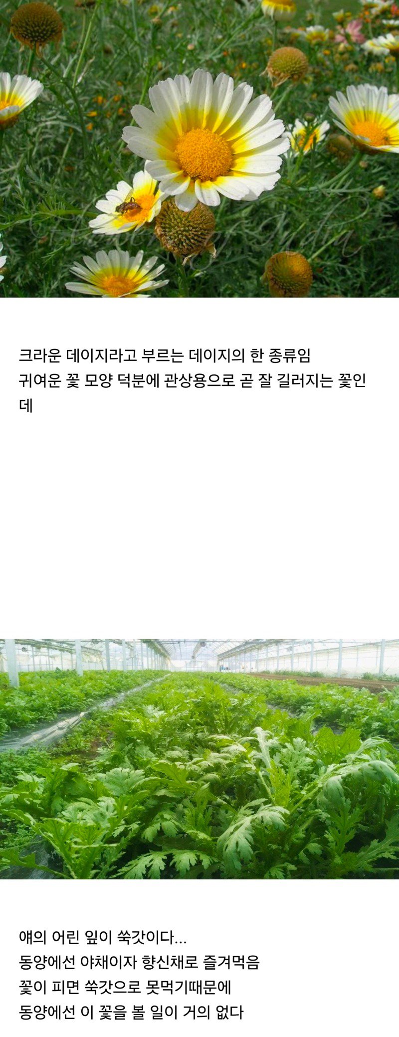 동양과 서양에서의 취급이 완벽하게 다른 꽃.jpg