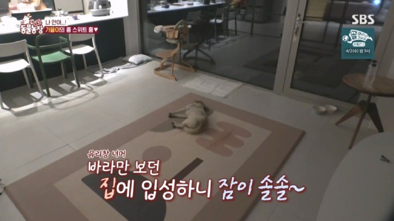 최근 입양한 강아지가 손에 닿을 거리를 유지하고 만지지 못하게 도망가던 사연