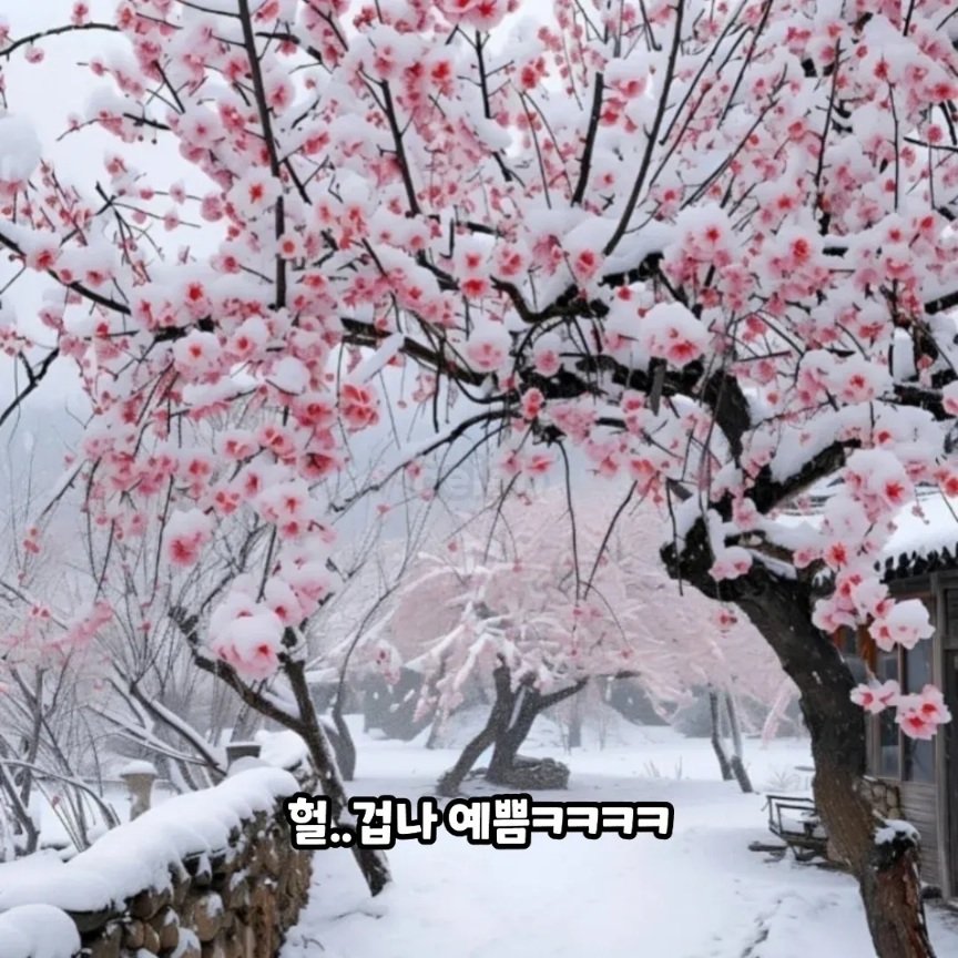 벚꽃 핀 날 강원도에선