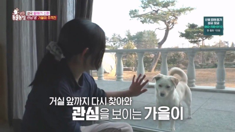 최근 입양한 강아지가 손에 닿을 거리를 유지하고 만지지 못하게 도망가던 사연