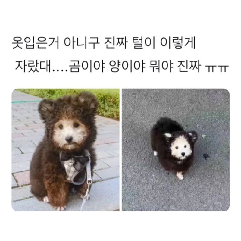 여름인데 강아지 옷을 왜입히냐고요.jpg
