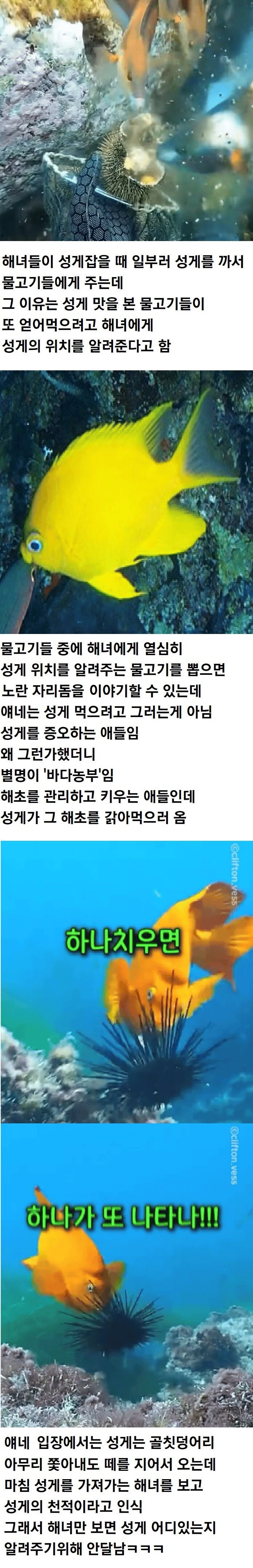 해녀가 성게 잡을때 물고기들한테 성게 까주는 이유