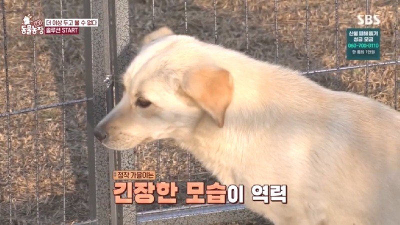 최근 입양한 강아지가 손에 닿을 거리를 유지하고 만지지 못하게 도망가던 사연