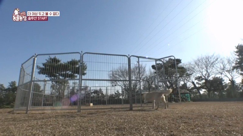 최근 입양한 강아지가 손에 닿을 거리를 유지하고 만지지 못하게 도망가던 사연