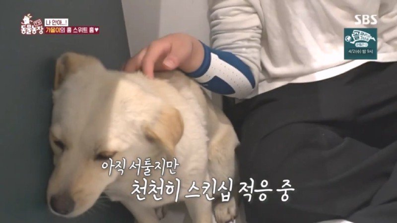 최근 입양한 강아지가 손에 닿을 거리를 유지하고 만지지 못하게 도망가던 사연