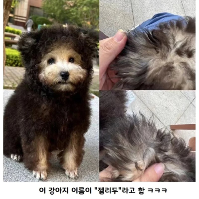 여름인데 강아지 옷을 왜입히냐고요.jpg