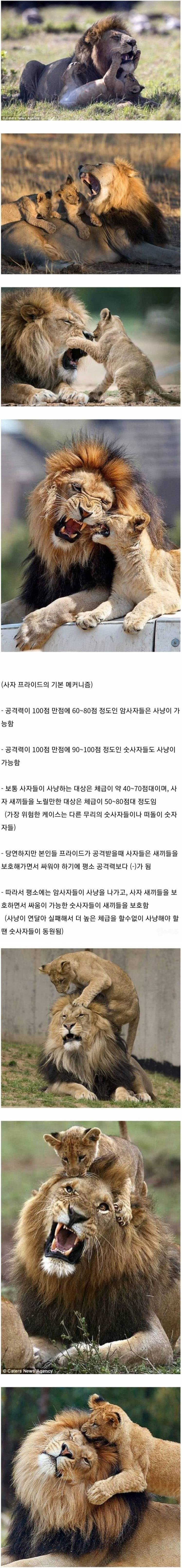 암사자들이 사냥을 나가는 이유.jpg