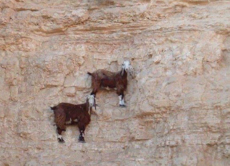 고증 제대로 된 만화