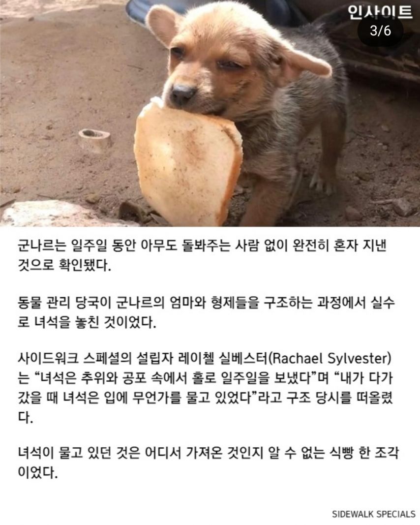 자길 구해주러 온 사람에게 식빵을 건넨 유기견