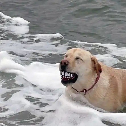 바다에서 이상한 장난감을 줍줍한 댕댕이