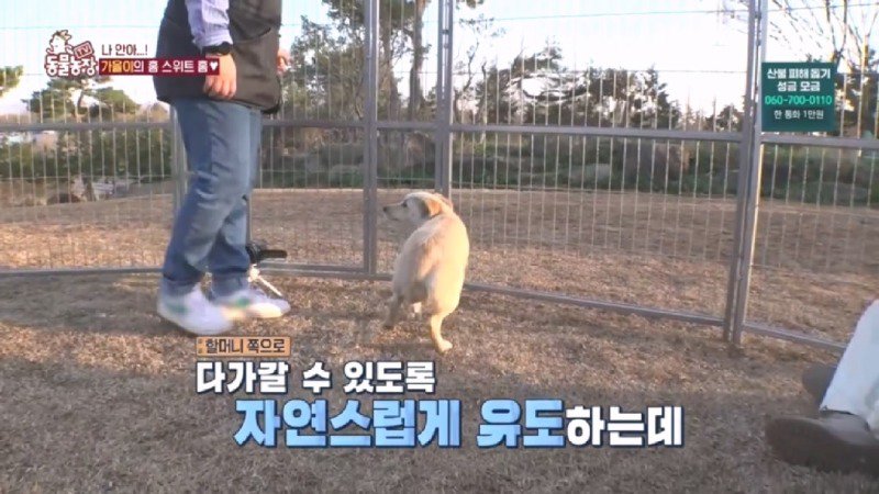 최근 입양한 강아지가 손에 닿을 거리를 유지하고 만지지 못하게 도망가던 사연