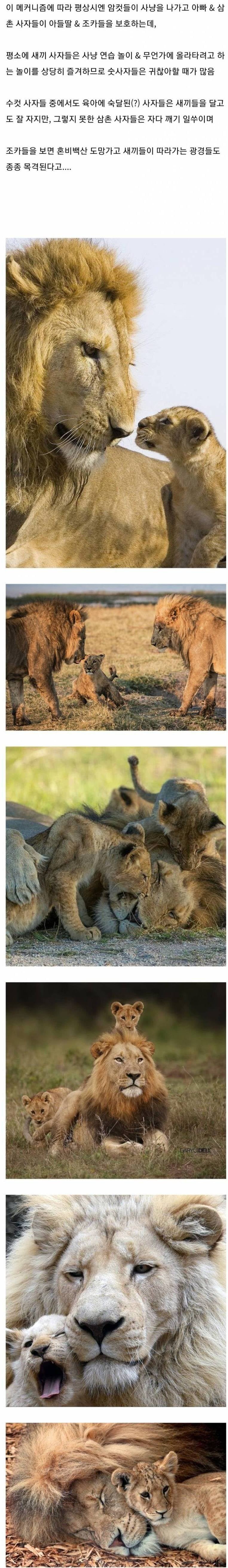 암사자들이 사냥을 나가는 이유.jpg