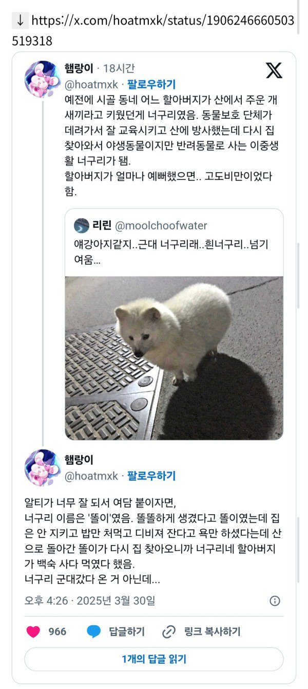 강아지주워왔는데....너구리래요