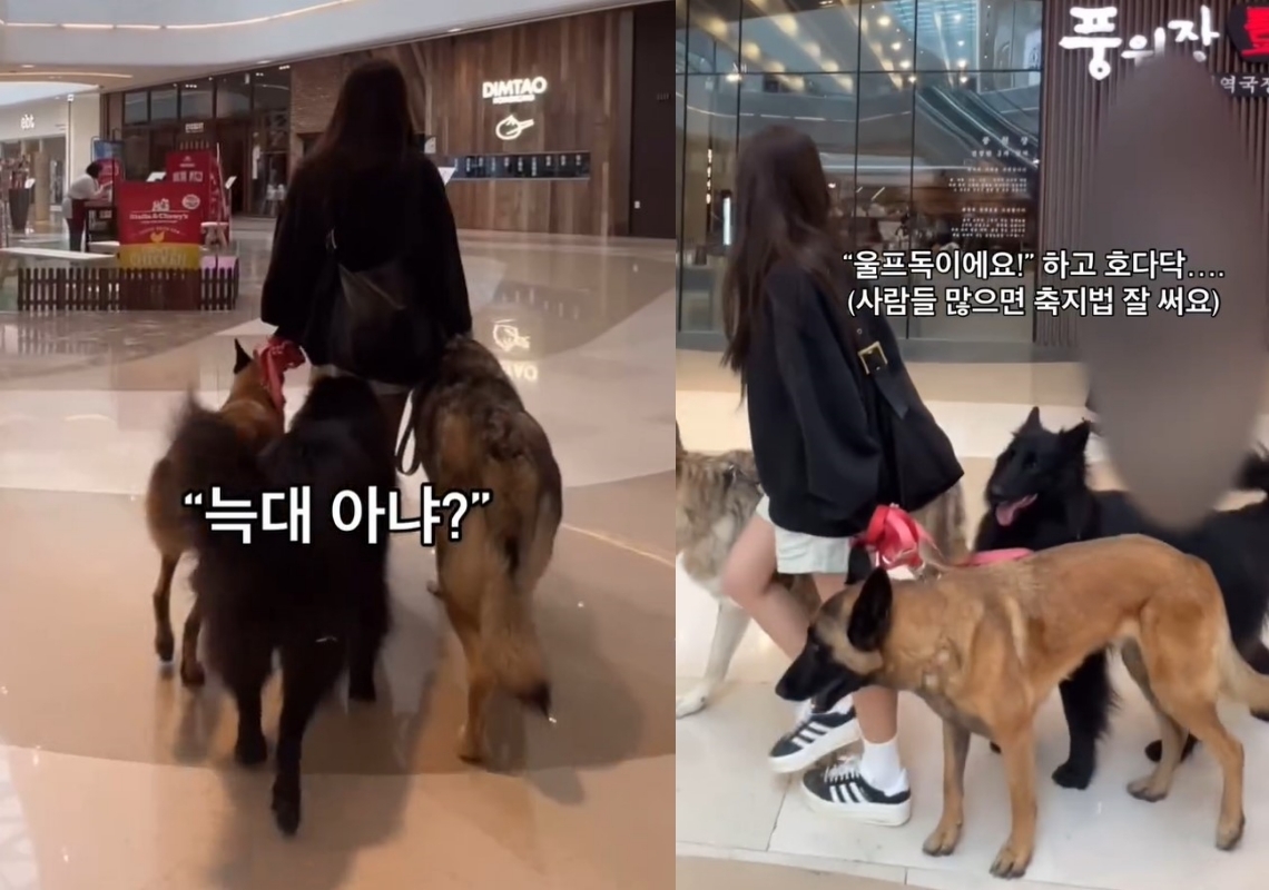 입마개 안 한 대형견 세마리,쇼핑몰 활보.여성 개주인 