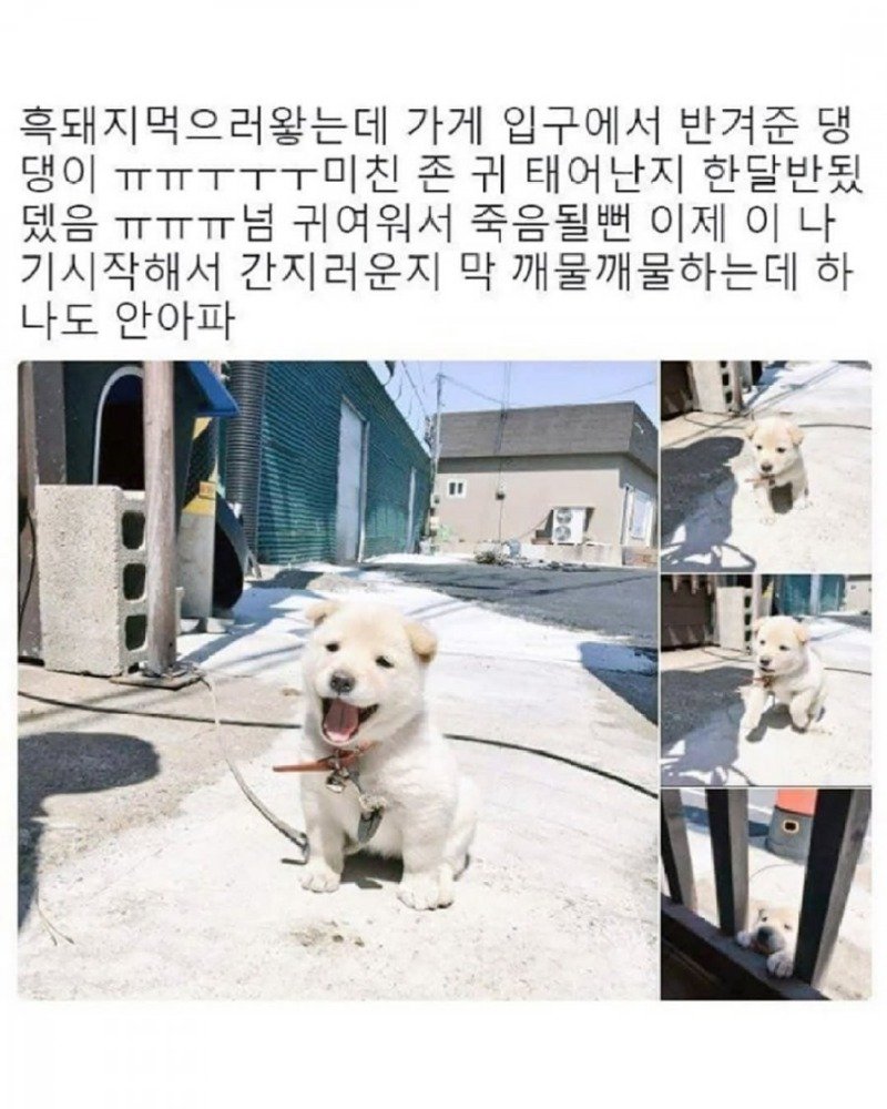 고기집 입구에서 반겨주는 댕댕이