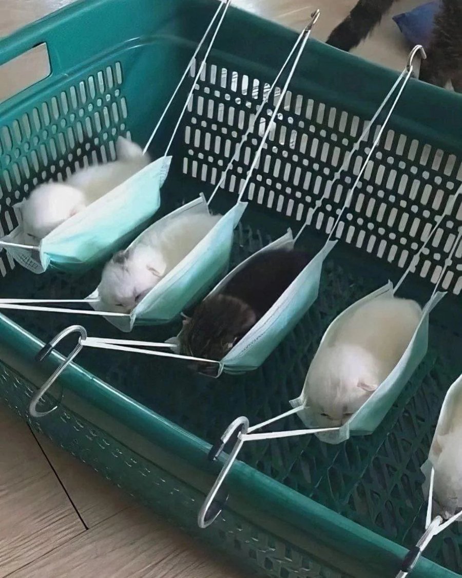 아기고양이 전용 해먹