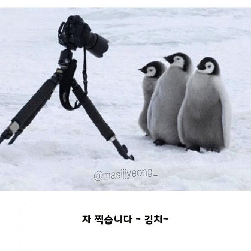 펭귄 다큐멘터리가 찍기 어려운 이유.jpgif