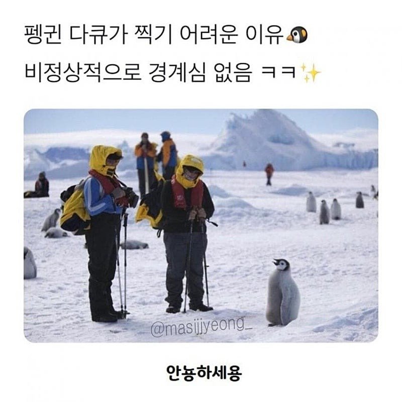 펭귄 다큐멘터리가 찍기 어려운 이유.jpgif