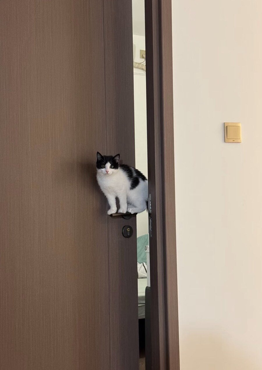문손잡이에 앉아있는 고양이 본 적 있음?