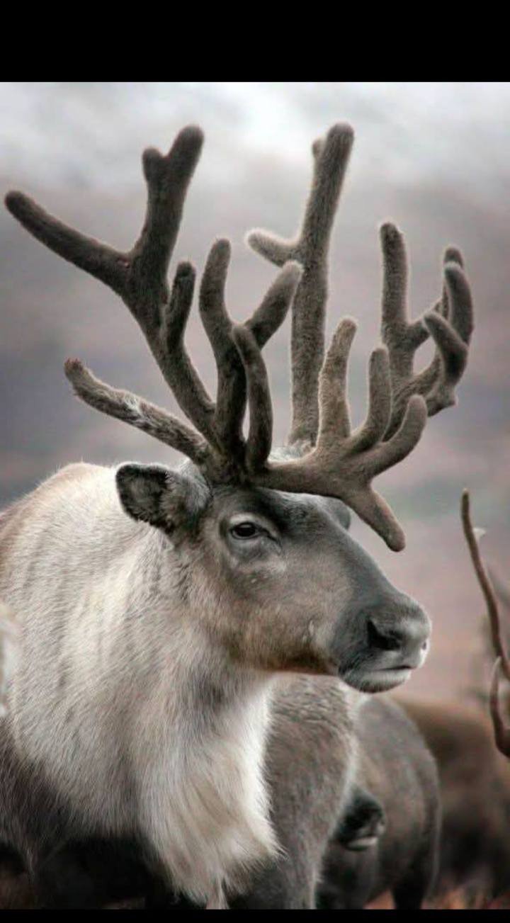 힘의 상질 뿔 보고 가세요