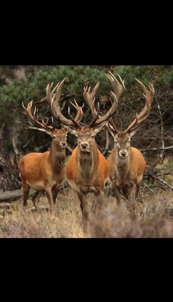 힘의 상질 뿔 보고 가세요