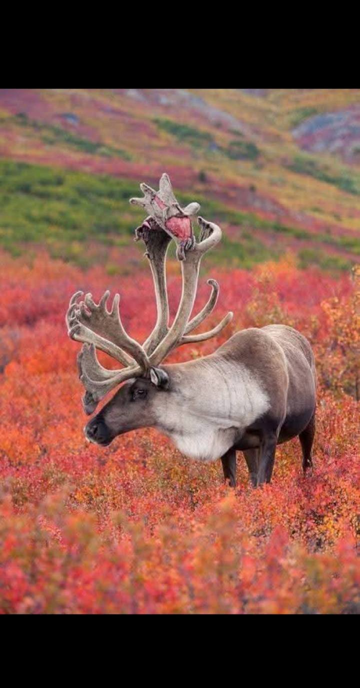 힘의 상질 뿔 보고 가세요