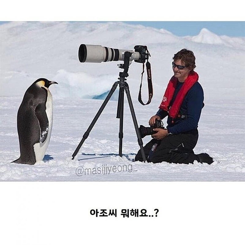 펭귄 다큐멘터리가 찍기 어려운 이유.jpgif