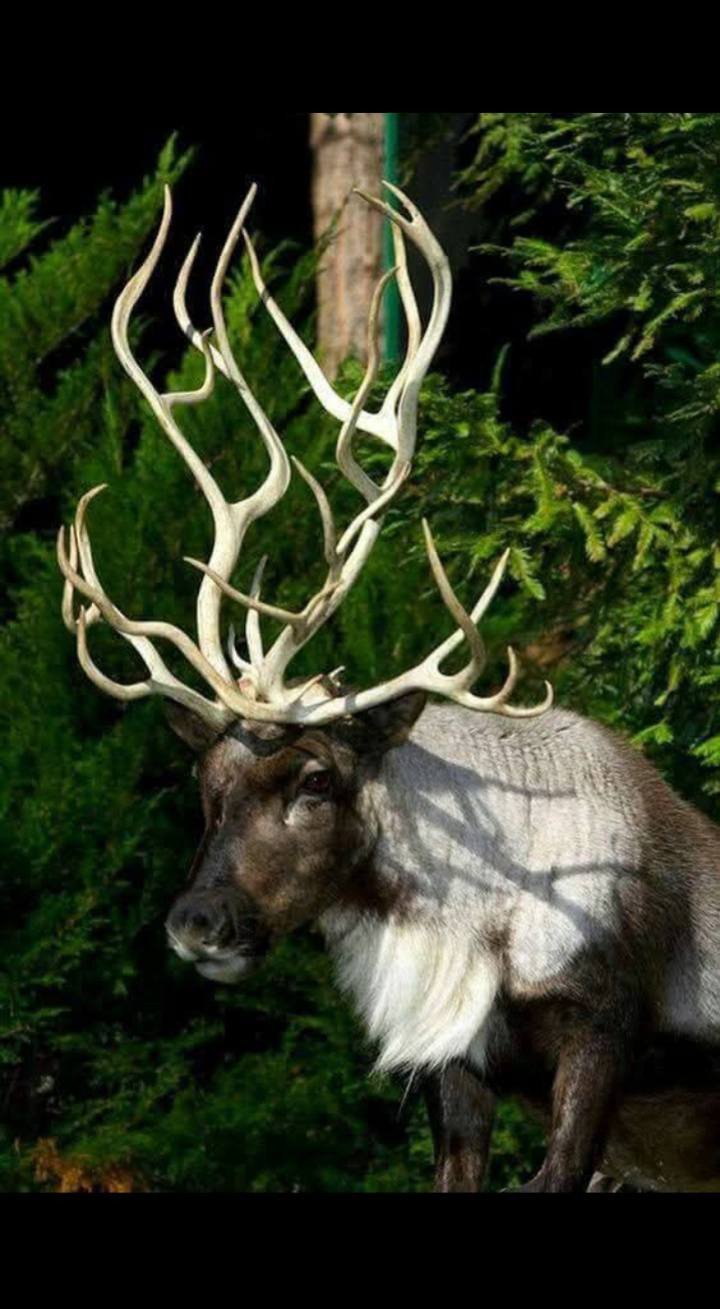 힘의 상질 뿔 보고 가세요