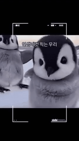 펭귄 다큐멘터리가 찍기 어려운 이유.jpgif