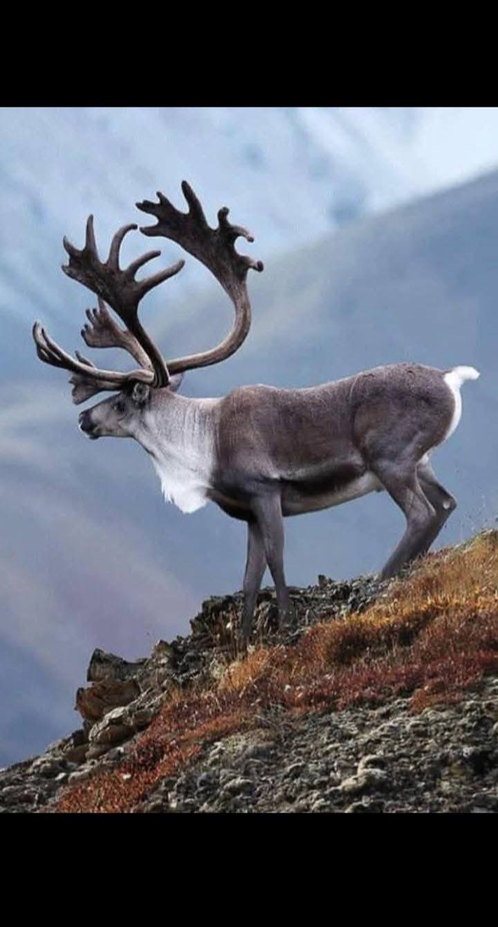 힘의 상질 뿔 보고 가세요