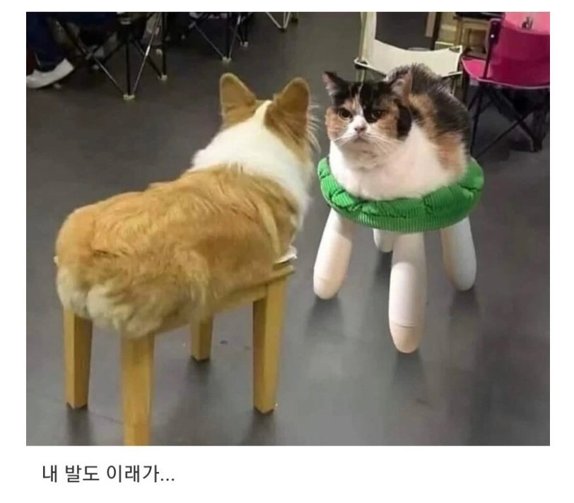 사료 좀 섞어주소... 내 발이 이래가..