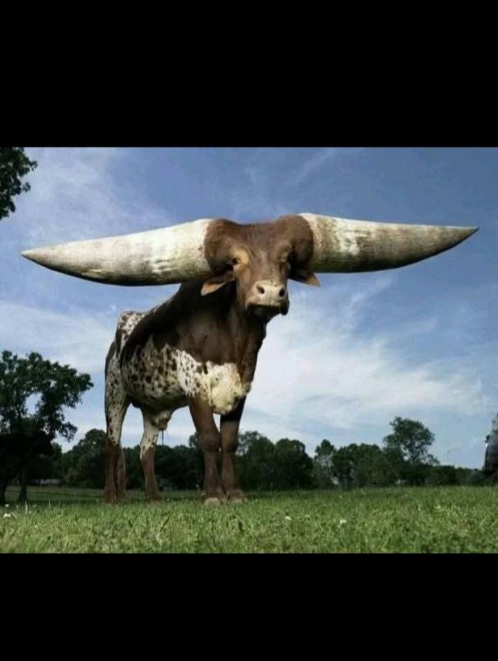 힘의 상질 뿔 보고 가세요