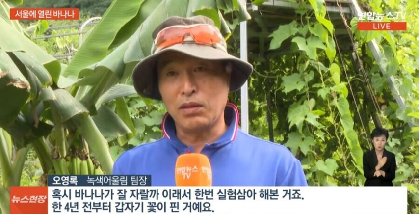 바나나가 자라는 서울 근황