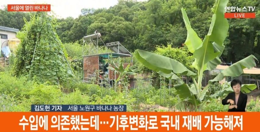 바나나가 자라는 서울 근황