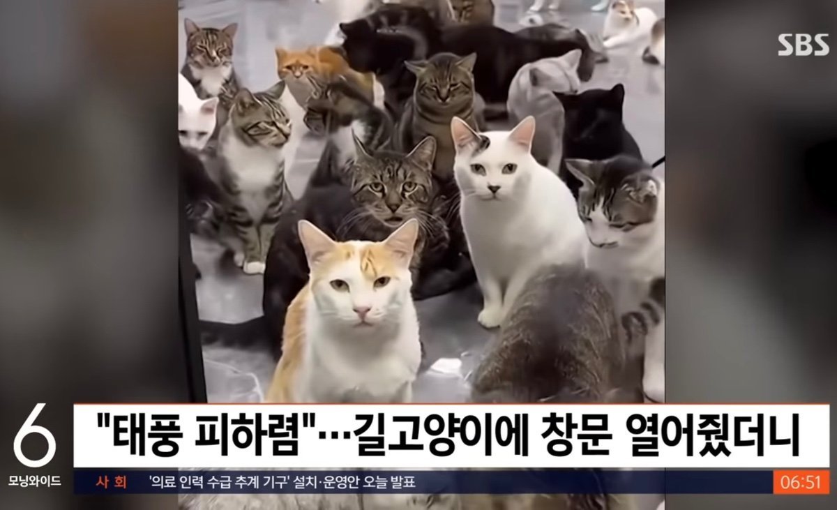 고양이들 태풍피하라고 집창문 열어줬더니