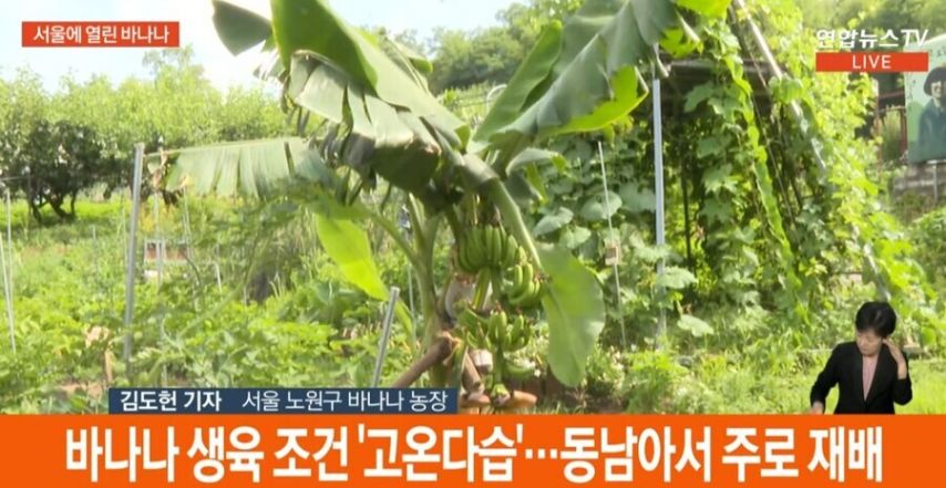 바나나가 자라는 서울 근황