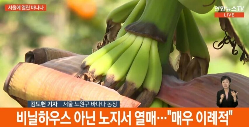 바나나가 자라는 서울 근황
