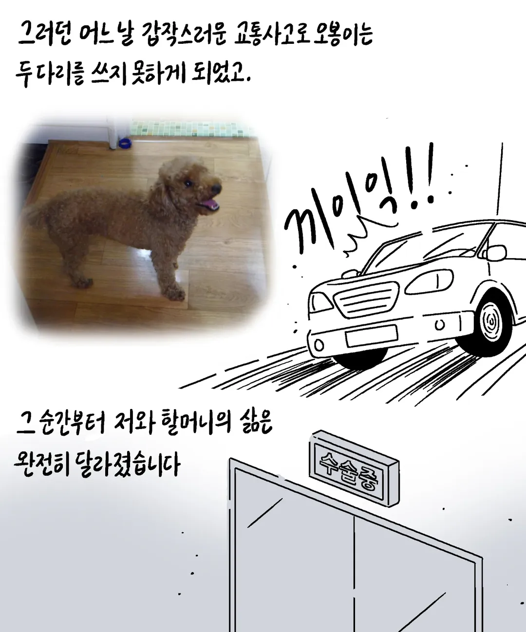 반려동물 자랑대회 당선작