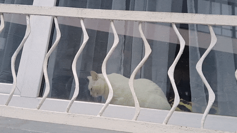 봇치의 리투아니아 여행 11화