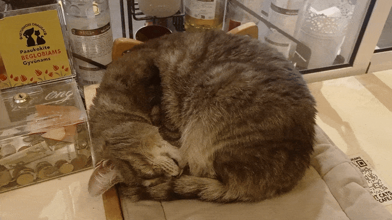 봇치의 리투아니아 여행 11화