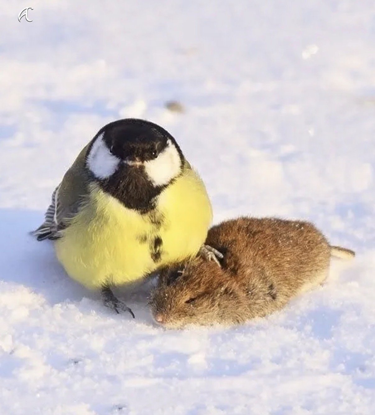 귀여움에 속지마세요