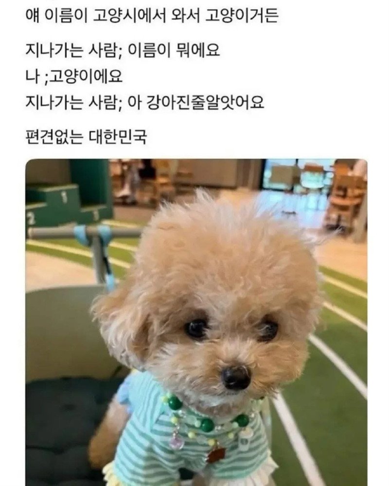 고양시에서 와서 이름이 고양이거든