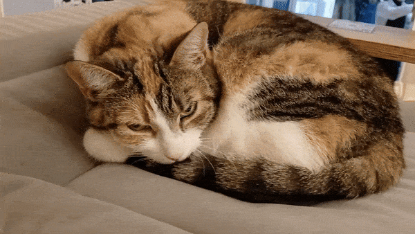 봇치의 리투아니아 여행 8화