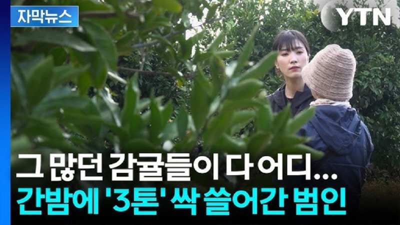 그 많던 감귤들이 다 어디... 간밤에  3톤 싹쓸어간 범인