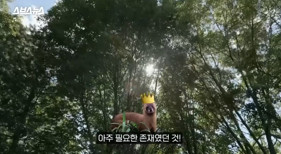 요즘 고양이보다 낫다고 평가 받는 동물jpg