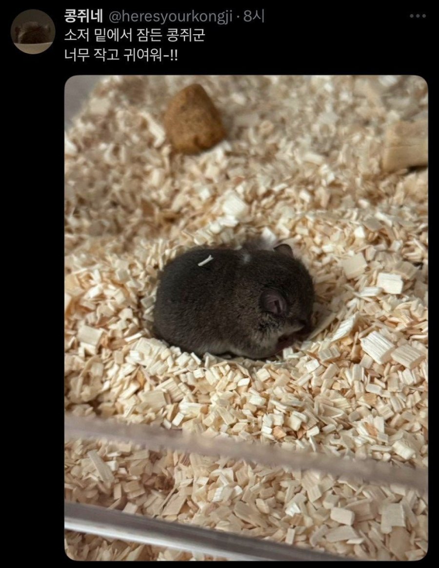 잠든 콩쥐를 보세요 ㅎ